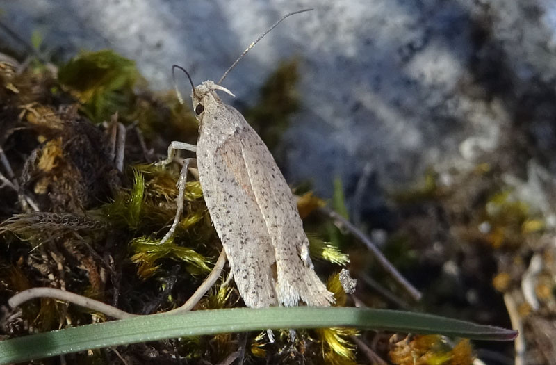 probabile: Agonopterix sp. - Elachistidae